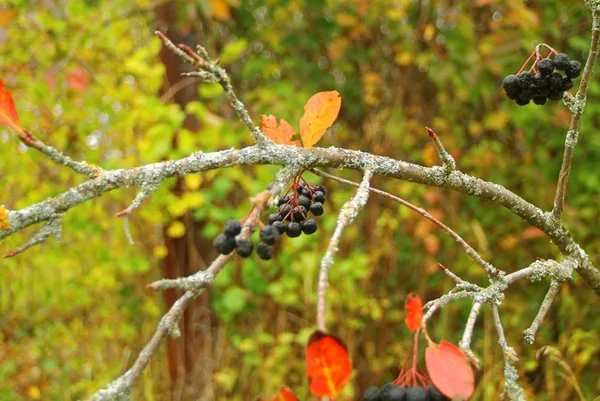 Los Frutos Ceniza Negra Árbol Otoño Rusia — Foto de Stock