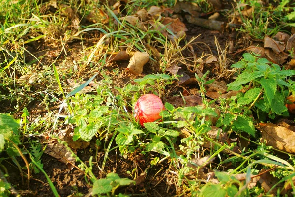 Giardino Una Sera Autunno Campagna Russi — Foto Stock