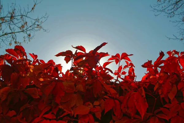 Leuchtend Rote Blätter Der Hecke Herbst — Stockfoto