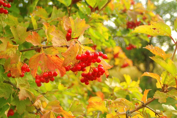 Bagas Viburnum Arbustos Outono Rússia — Fotografia de Stock