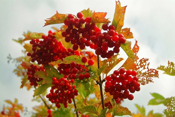 Viburnum Ягоды Кустах Осенью Russi — стоковое фото