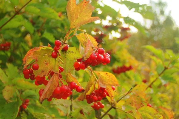 Bagas Viburnum Arbustos Outono Russi — Fotografia de Stock