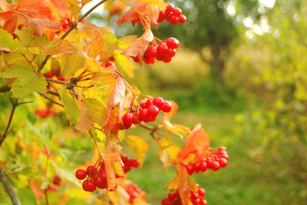 Viburnum Ягоды Кустах Осенью Russi — стоковое фото