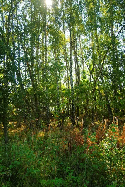 Sunlight Trees Autumn Russia — стоковое фото