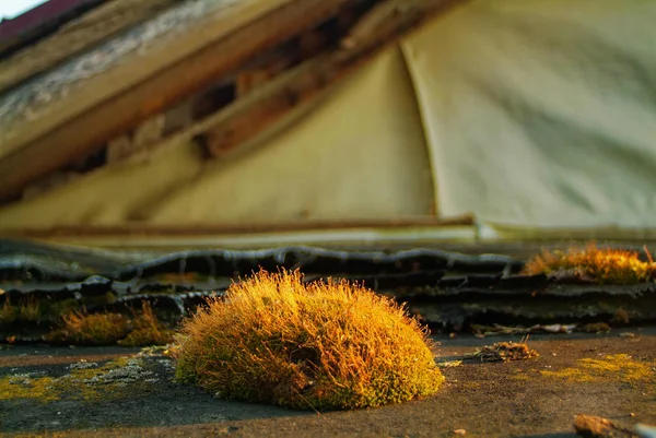 Mousse Sur Toit Une Maison Campagne Russi — Photo