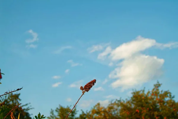 花尖顶在秋天的晚上 — 图库照片