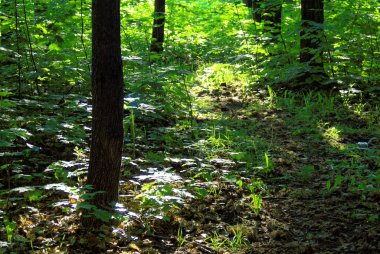Yaz aylarında akşam ağaçları aracılığıyla güneş ışığı, Russi