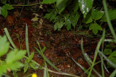 yaz akşamı ormanda dere , Russi