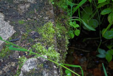 yaz akşamı ormanda dere , Russi