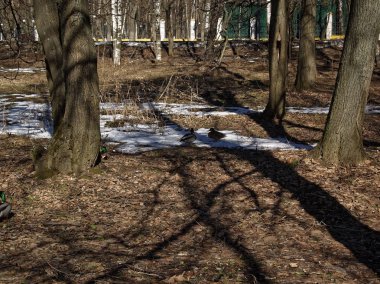 erken baharda parkta yürüyüş ördekler, Russi