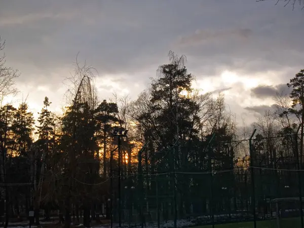 Закат Парке Соснами Весной Моско — стоковое фото