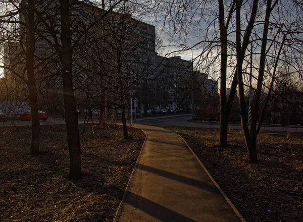 Sombras Árvores Caminho Pavimentado Mosco — Fotografia de Stock