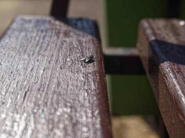 baharda Yönetim Kurulu'nda oturan sinek, Russi