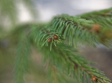 genç bir ladin dalı böbrek, Russi