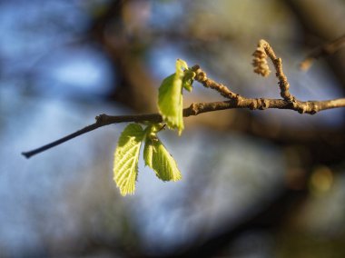 güneş ilkbaharda genç ela yaprağı ile parlar, Mosco