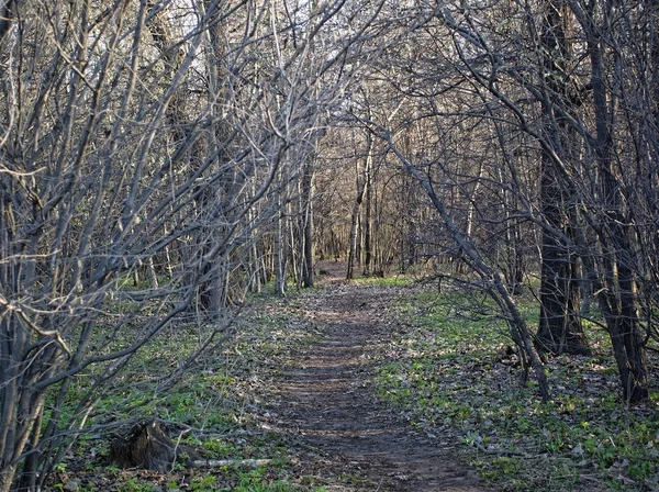 Zonlicht Het Park Lente Mosco — Stockfoto