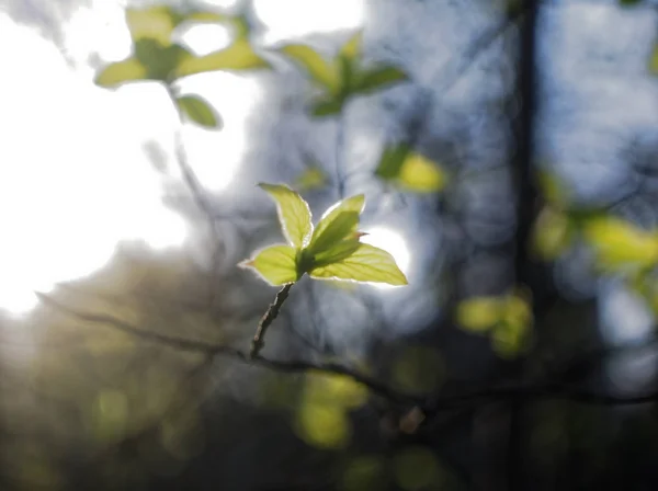 Światło Słoneczne Parku Wiosną Mosco — Zdjęcie stockowe