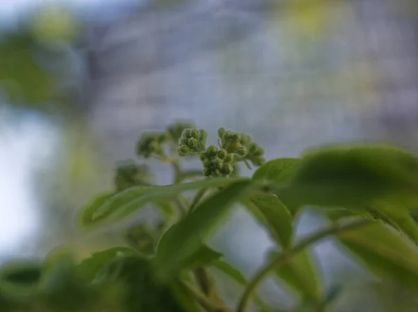 Bayas Rowan Verde Una Rama Primavera Mosco — Foto de Stock