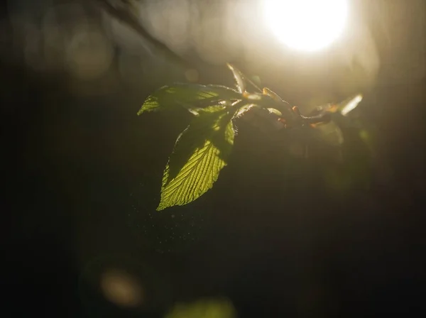 Sol Brilla Través Hoja Avellana Joven Primavera Mosco —  Fotos de Stock