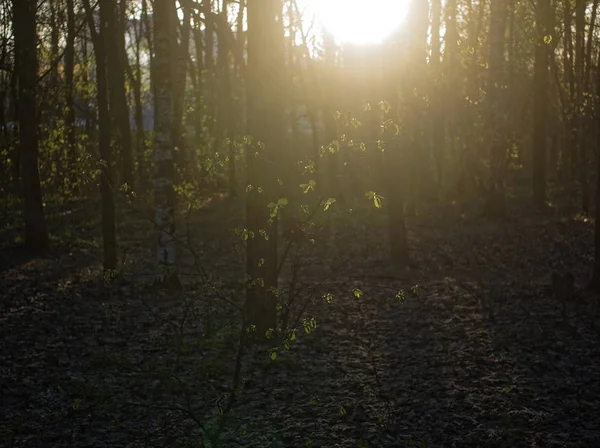 太陽は春に若いヘーゼルの葉を通して輝く モスコ — ストック写真