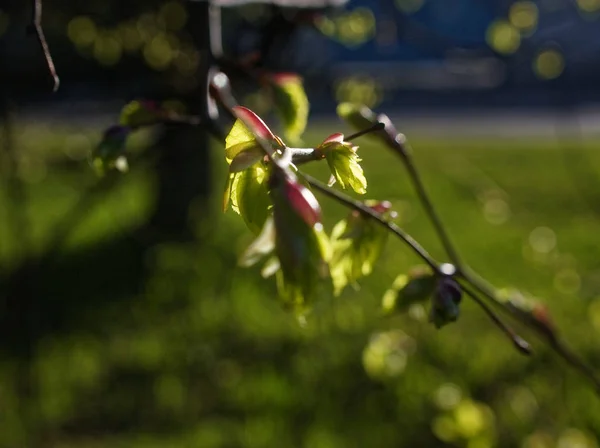 the sun shines through the young hazel leaf in spring, Mosco