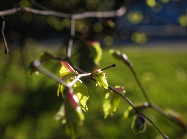 the sun shines through the young hazel leaf in spring, Mosco