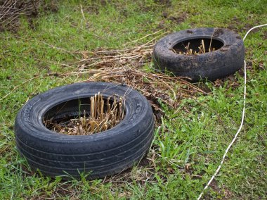 bahçede ilkbaharda yapraksız üzüm dalları, Merkez Russi