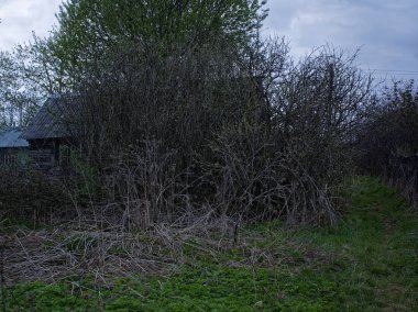 akşam çalılar eski ahır , Russi