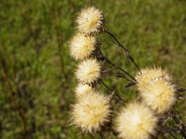 ilkbaharda çayırda diken çiçekleri, Russi