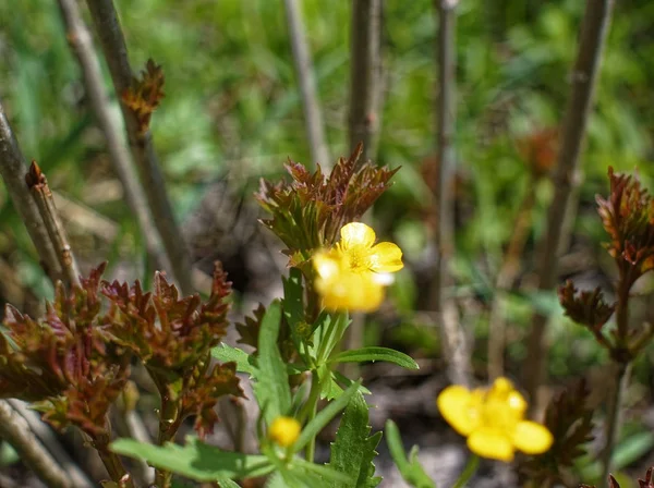 Kis Sárga Virág Tavaszi Kertben Russi — Stock Fotó