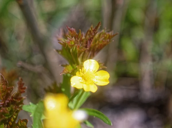 Pequeña Flor Amarilla Jardín Primavera Russi — Foto de Stock