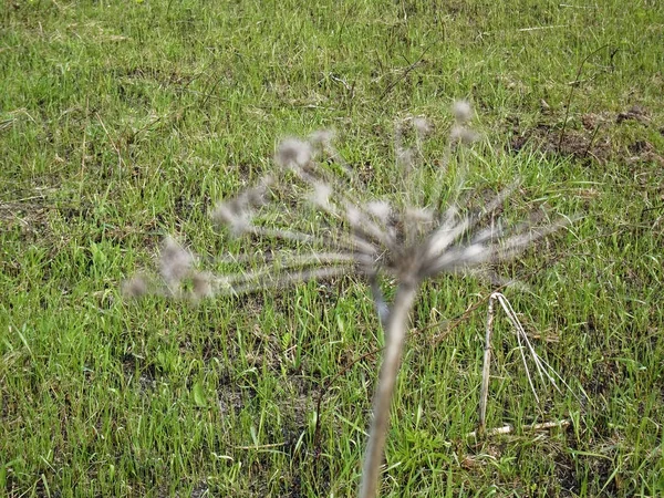 春の牧草地で乾燥した野生のディル ルッシ — ストック写真