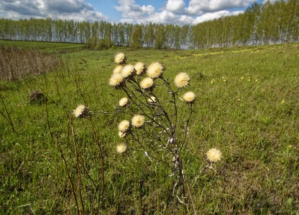 Fiori Spine Nel Prato Primavera Russi — Foto Stock