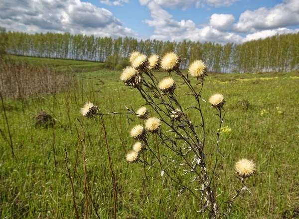 春の草原のとげの花 ルッシ — ストック写真