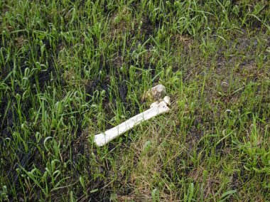 ilkbaharda çimenlerde vahşi hayvan kemikleri, Russi