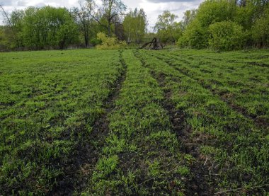 ilkbaharda çayır yangın sonra genç çim, Russi