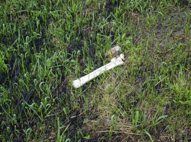 ilkbaharda çimenlerde vahşi hayvan kemikleri, Russi