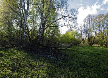 ilkbaharda çayır yangın sonra genç çim, Russi