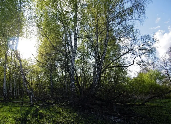Junges Gras Nach Wiesenbrand Frühjahr Russi — Stockfoto