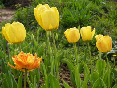 ilkbaharda bahçede sarı laleler, Russi