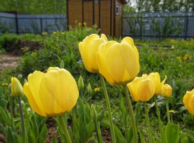 ilkbaharda bahçede sarı laleler, Russi
