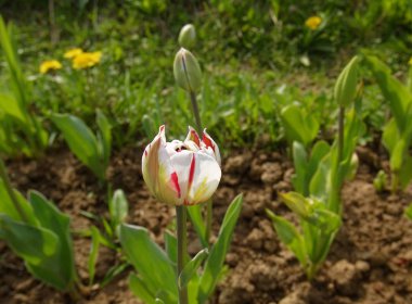 ilkbaharda bahçede çok renkli laleler, Rusya