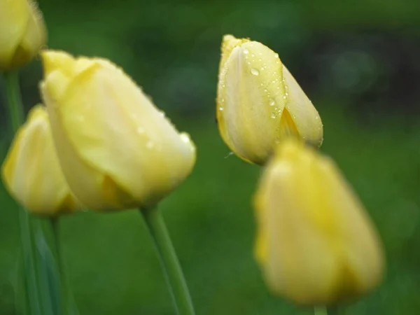 Yağmurdan Sonra Bahçede Sarı Laleler Russi — Stok fotoğraf