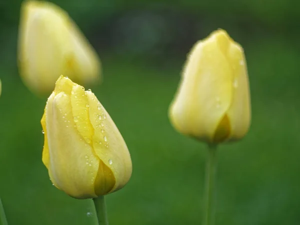 Yağmurdan Sonra Bahçede Sarı Laleler Russi — Stok fotoğraf