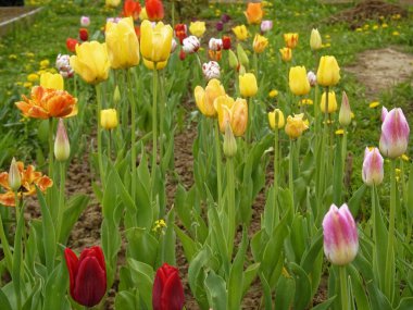 ilkbaharda bahçede çok renkli laleler, Rusya