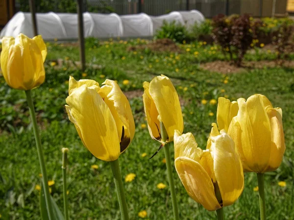 yellow Tulip in spring on a garden plot, Russi