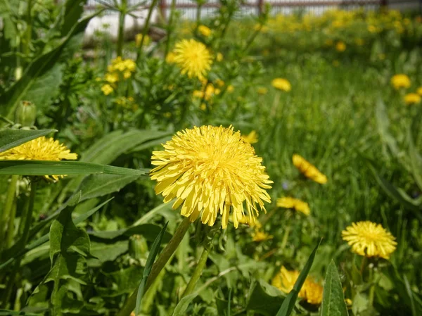 Gele Paardebloem Bloemen Werf Russi — Stockfoto