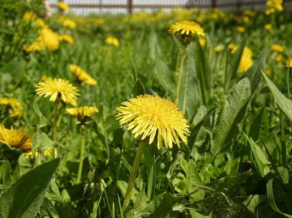 Yellow Dandelion Flowers Yard Russi — Stock Photo, Image