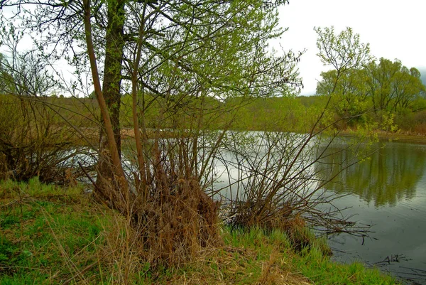 Egy Kis Folyó Partján Tavasszal Este Russi — Stock Fotó