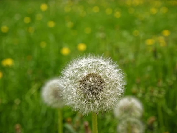 Weiße Löwenzahne Park Frühling Moos — Stockfoto